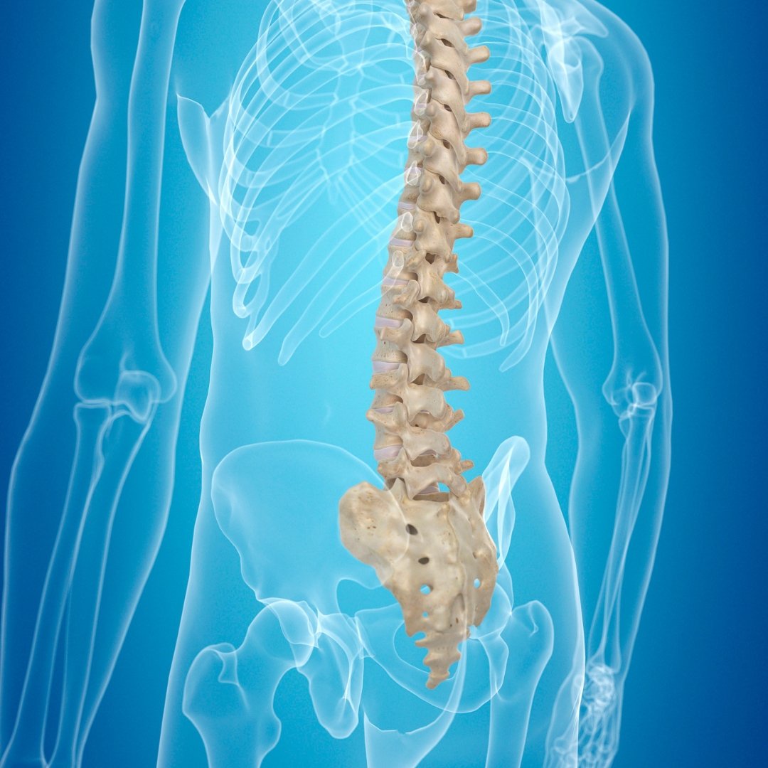 Синдром кінського хвоста: коли біль у спині — це не просто біль